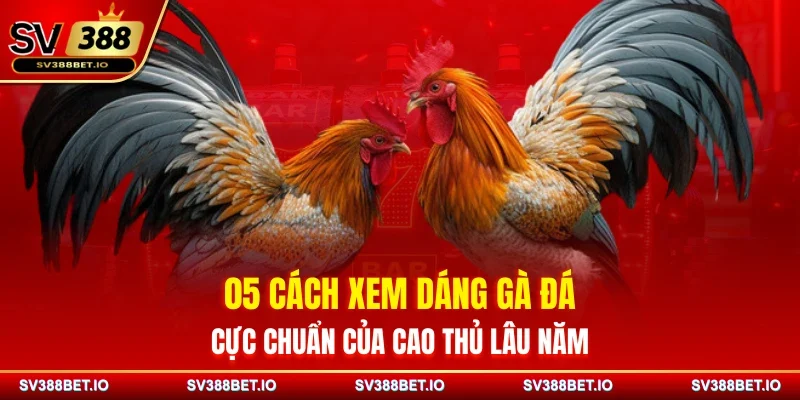 05 Cách Xem Dáng Gà Đá Cực Chuẩn Của Cao Thủ Lâu Năm