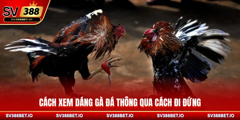 Cách xem dáng gà đá thông qua cách đi đứng