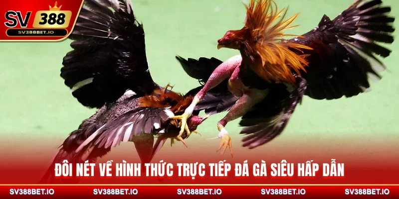 Đôi nét về hình thức trực tiếp đá gà siêu hấp dẫn