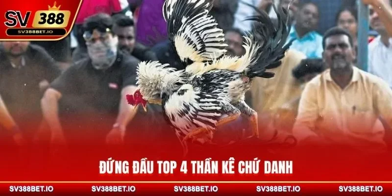 Đứng đầu top 4 thần kê chứ danh