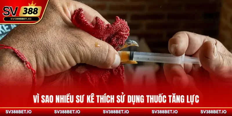 Vì sao nhiều sư kê thích sử dụng thuốc tăng lực