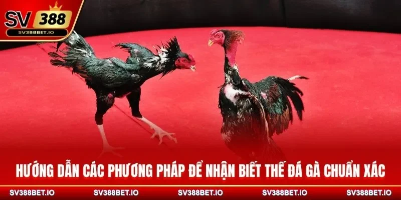 Hướng dẫn các phương pháp để nhận biết thế đá gà chuẩn xác