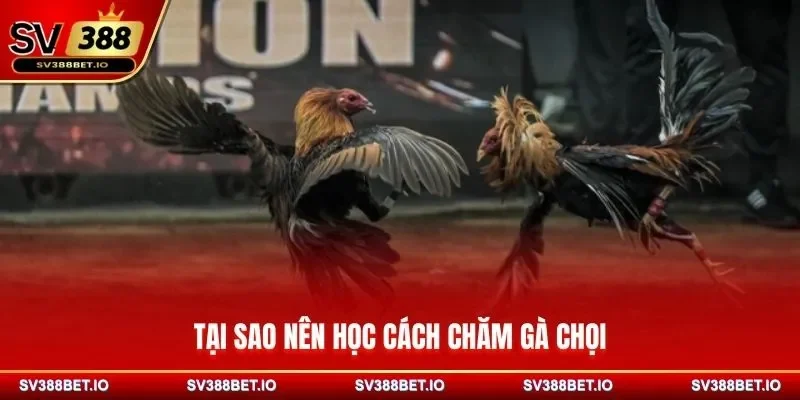 Tại sao nên học cách chăm gà chọi