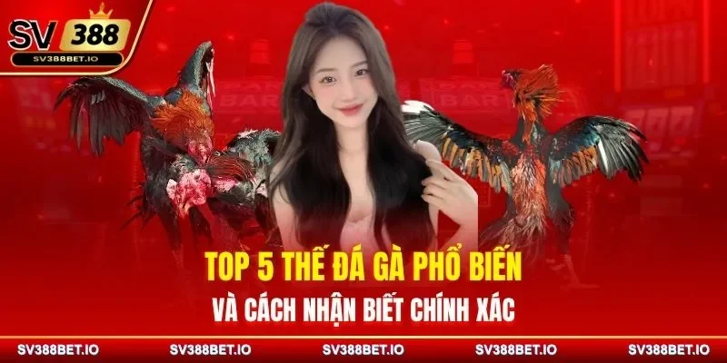 Top 5 Thế Đá Gà Phổ Biến Và Cách Nhận Biết Chính Xác