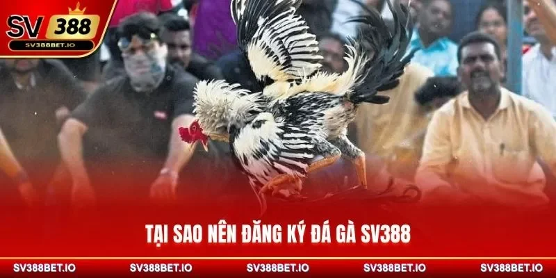Tại sao nên đăng ký đá gà SV388